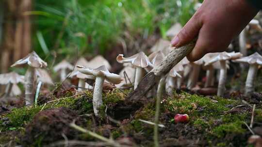 生长在乡村的野生菌，鸡枞菌视频素材模板下载