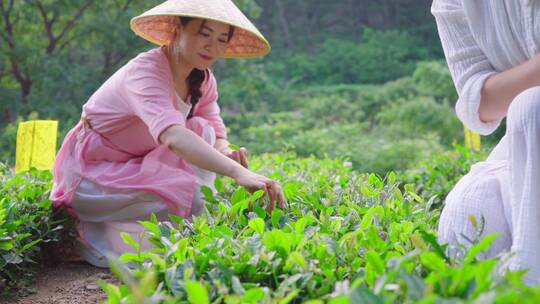 茶叶-茶园茶田-采茶喝茶