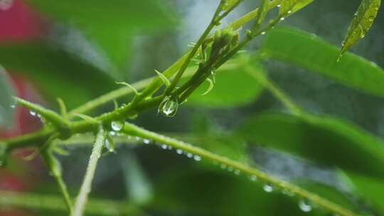 下雨中绿叶水滴水珠春雨视频素材模板下载