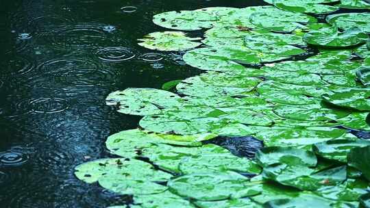 夏季下雨天荷花荷叶雨滴水滴水珠