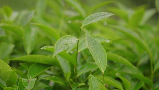 雨中嫩绿茶叶特写