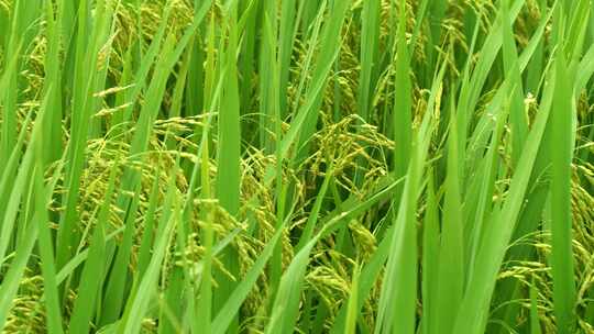 水稻稻穗稻田风光