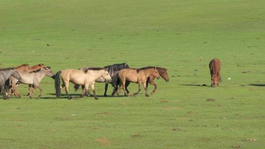 一群野马在绿色的平原上奔跑