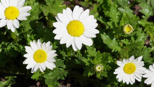 【镜头合集】白色雏菊野花小花朵花蕊