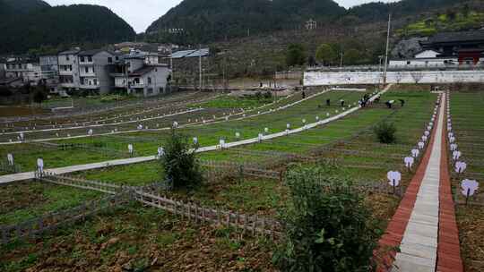 劳动空镜刨土锄地农场工人耕作劳作翻土