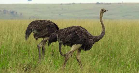 非洲肯尼亚野生动物