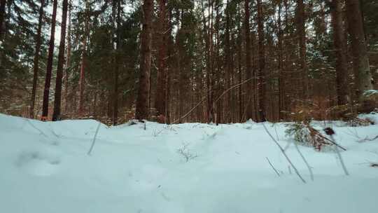 白雪覆盖的地面上的树干