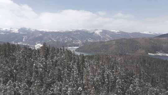 「有版权」航拍普达措国家公园雪景4K-3