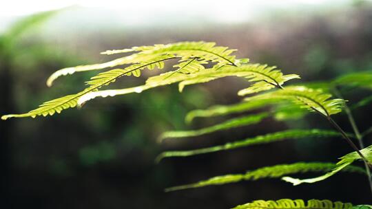 阳光照射下的蕨类植物特写视频素材模板下载