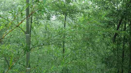 下雨天茂密的竹林枝叶繁茂生机勃勃的景象