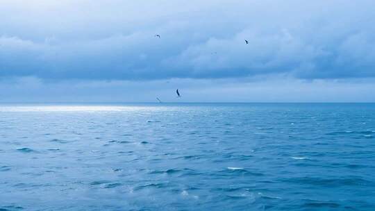 广阔海面飞鸟翱翔景象