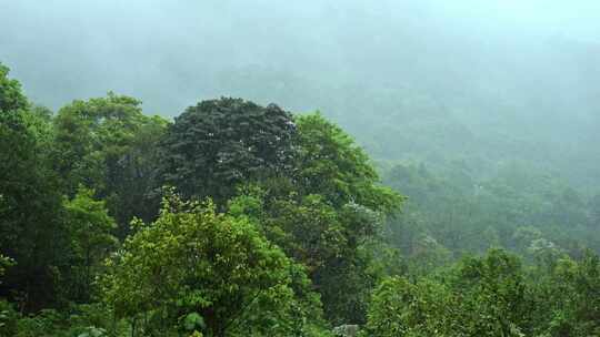 森林下雨雨景薄雾大山深山