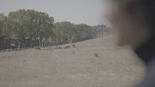 游客观看草地上的鹿群一家人郊游的温馨氛围