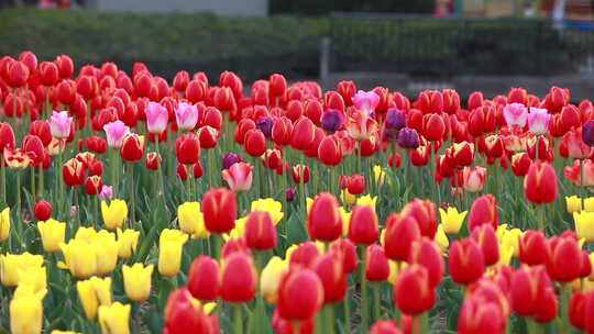 郁金香花朵大自然景观特写公园开放