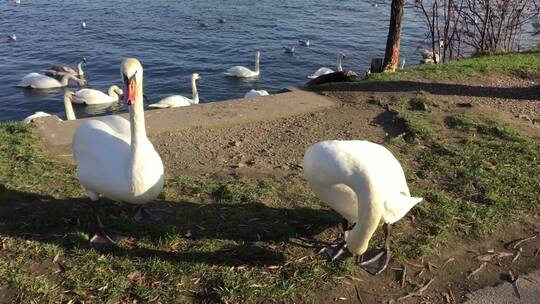 湖边一群群结白的天鹅