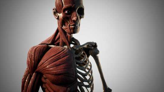 人体肌肉骨骼系统视频素材模板下载
