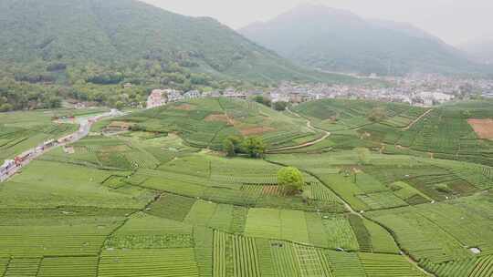 杭州春天茶园采茶航拍杭州龙井茶园采摘