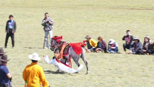 理塘八一赛马节开幕式马术表演慢镜头