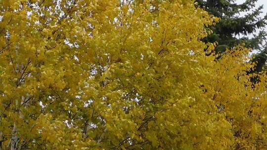 秋天的金黄色树木