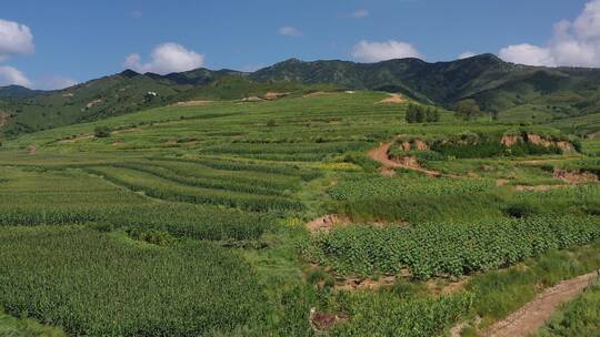 航拍山区梯田改造