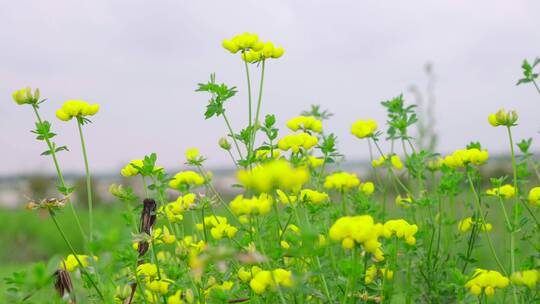 野草野花视频素材模板下载