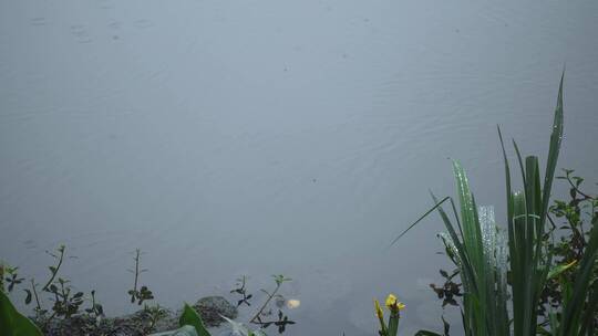 下雨天雨水滴落在池塘