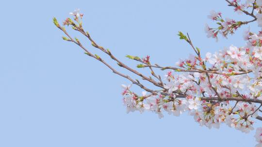 春天的樱花树枝花朵