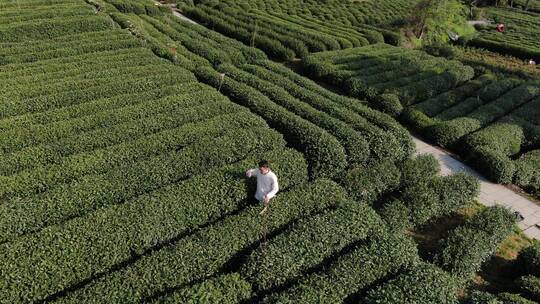 航拍西湖龙井茶园，炒茶视频素材模板下载