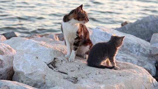 海滩上的猫家庭