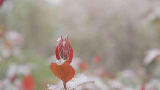 雪中绿化植物升格视频