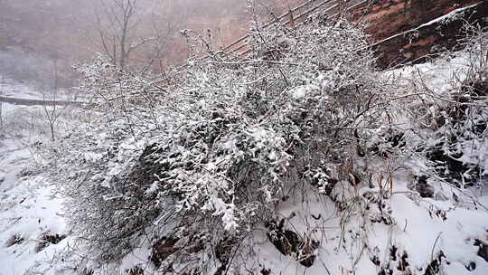 覆雪松树冬季景象太行山雪景