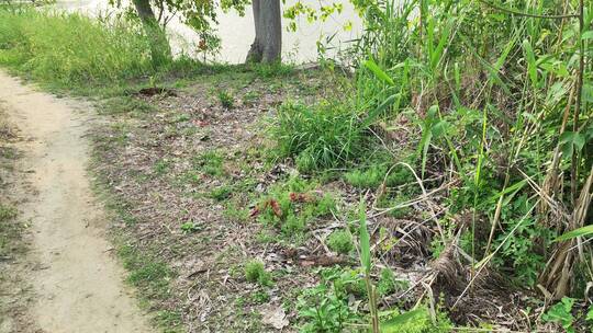 疫情城市农村街道菜园春天绿色植物