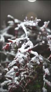 雪花覆盖的植物雪花飘落