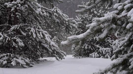 松树下的雪景