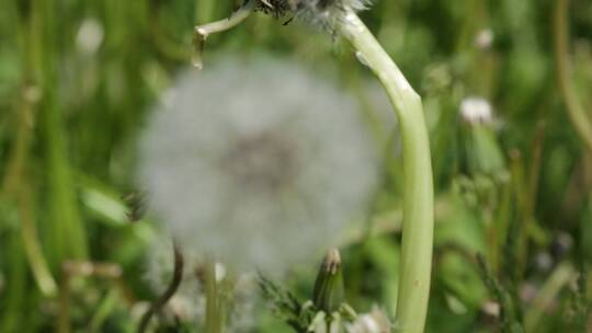 蒲公英的花