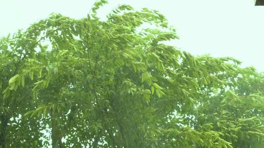 狂风暴雨大雨天树叶摇晃