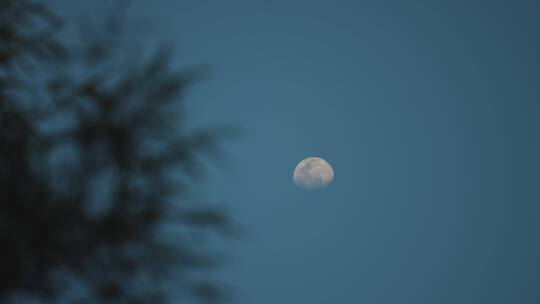 夜幕降临时傍晚的月亮和树枝