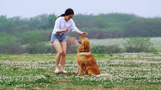 美女和宠物犬金毛狗在春天鲜花草地上玩耍