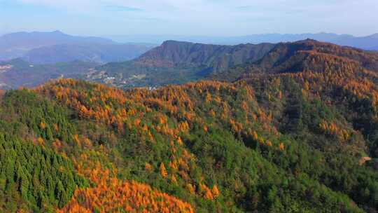 湖北利川钟灵山林场深秋景色