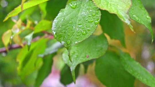 雨后绿意盎然的青梅树叶特写