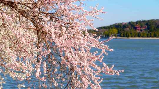 春季北京颐和园山桃花