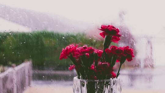红花以及外面下雨的景色