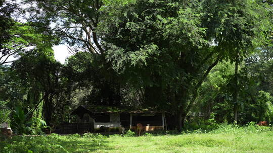 农场农村树林森林牛羊草地草地