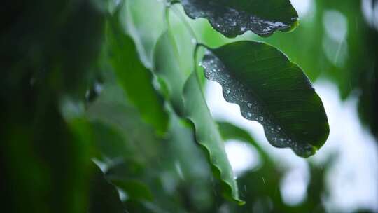 绿叶上的雨滴特写