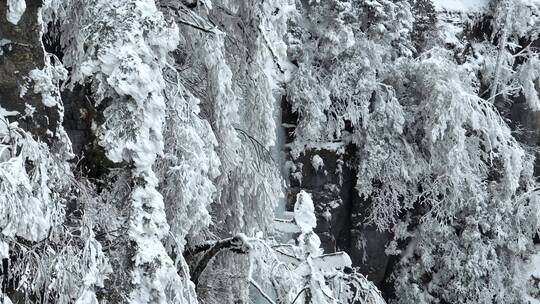 航拍湖北神农架原始森林群山冬季雪景雪松