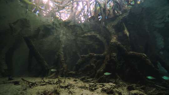 鱼类，水下，红树林，海洋生物