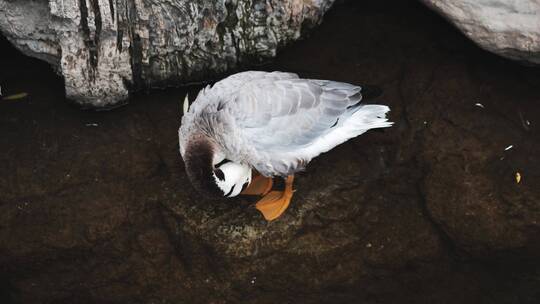 鸭子站在水面梳理羽毛
