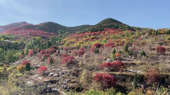 济南捎近村，秋天满山红叶成近郊游
