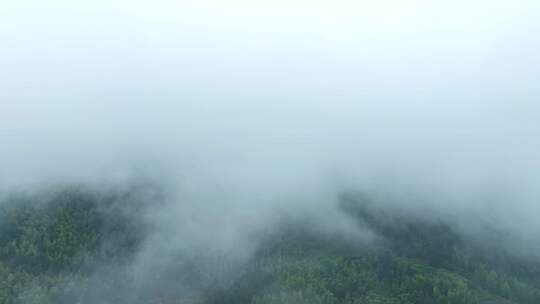 雨后森林航拍雪松树林云雾缭绕绿色生态环境