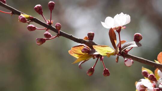 腊梅梅花樱花鲜花